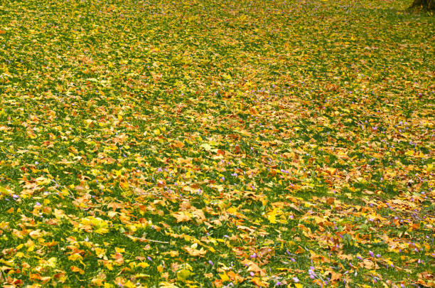 fallen leaves from trees on the grass in a park, fall concept
