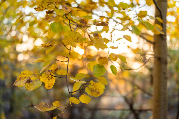 istock Autumn leaves on the tree close-up 2177148860