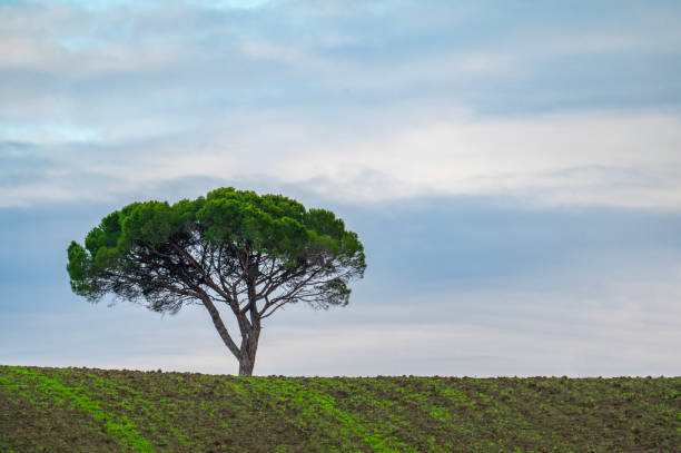 istock Lonely plant on the horizon 2177150092