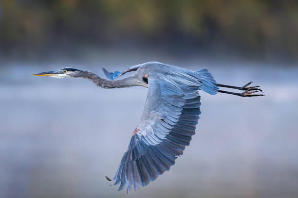 Close-up of Great Blue Heron flying past