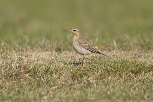 istock Tawny Pipit in grass field 2177151798