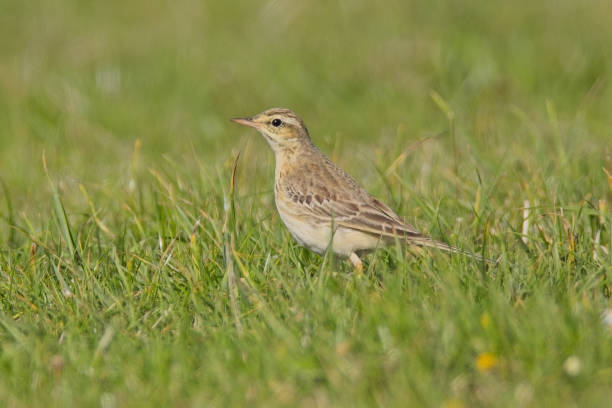 istock Tawny Pipit in grass field 2177151799