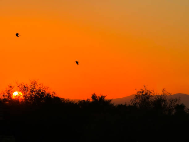 istock Fiery Morning Sunrise , with Birds. 2177153222