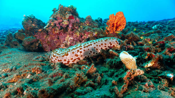 istock Colourful Sea cucumber at the volcanic sand bottom 2177153332