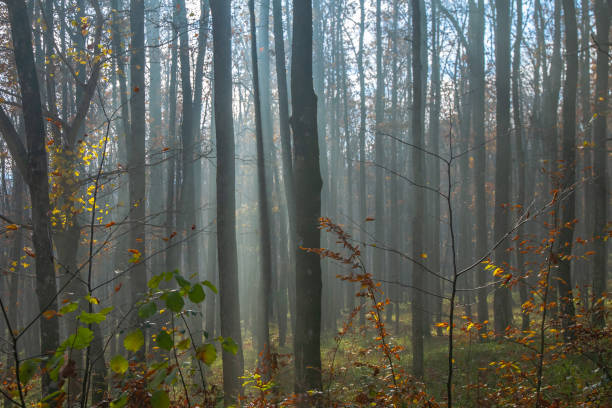 Free Stock Photo of Misty forest with autumnal trees shrouded in fog ...