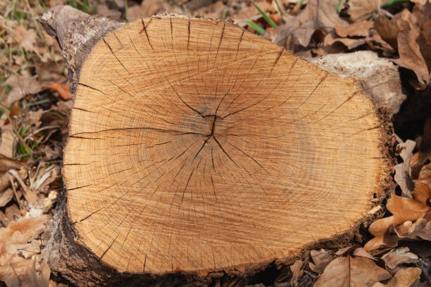 istock A stump among autumn leaves and grass 2177155227