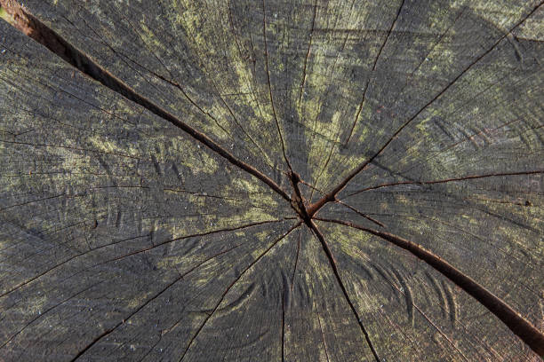 istock An old tree stump with cracks and mhom closeup 2177155237