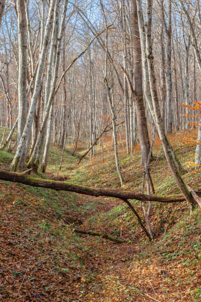 istock In the foreground, a dry fallen tree spanned a ravine 2177155357