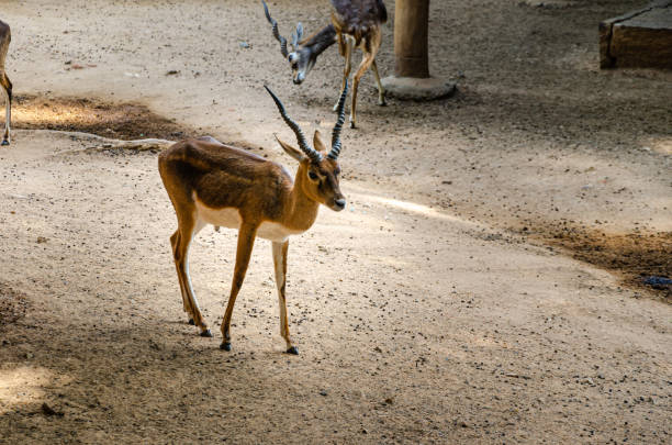 The blackbuck or the Indian antelope The blackbuck (Antilope cervicapra), also known as the Indian antelope albino deer stock pictures, royalty-free photos & images