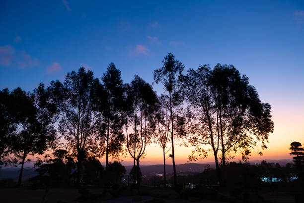 A row of eucalyptus trees silhouetted against the sunset.