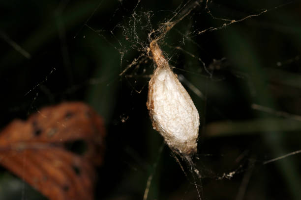 istock White egg sac of the orb spider (Trichonephila clavata, Joroguo.Natural+flashlight, close-up macro photography) 2177167469