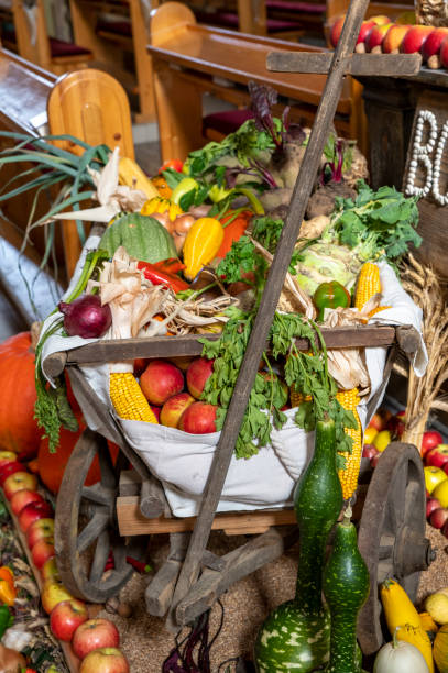 Fresh organic vegetables freshly harvested from vegetable garden.