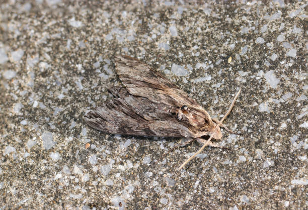 istock Sweetpotato hornworm moth (Ebigarasuzume, Agrius convolvuli) blending in with the concrete road (Wildlife closeup macro photograph) 2177167741