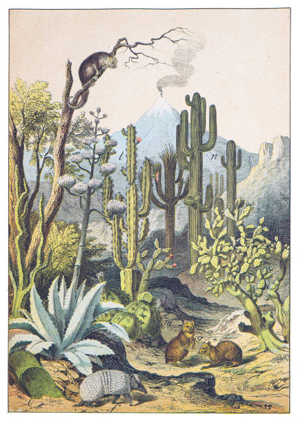 Hand colored engraving - Instructive Recreations for Youth. III. Series. Third Edition. Esslingen. J. F. Schreiber. 1876.