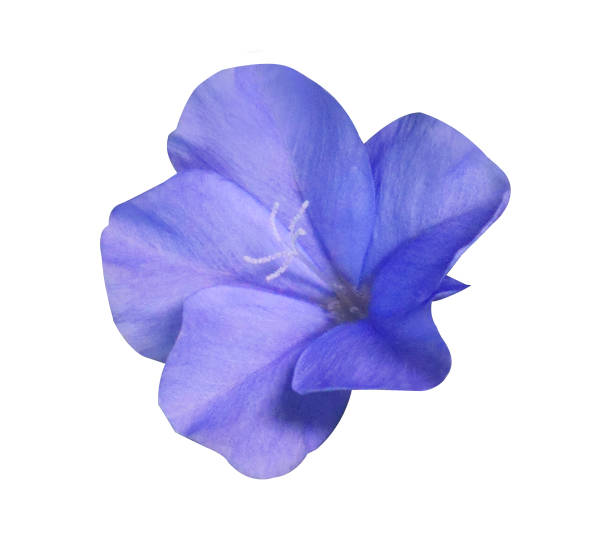 istock Close up blue-purple flower isolated on white background. 2177170476