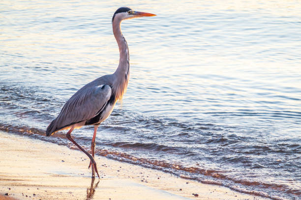 istock A heron hunting in the sea. Grey heron on the hunt 2177174292