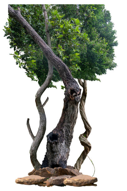 istock The trunk of the tree is vine-like and twisted. 2177176734
