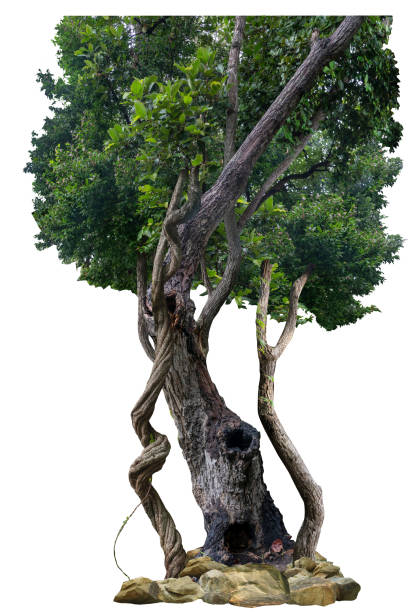 istock The trunk of the tree is vine-like and twisted. 2177176737