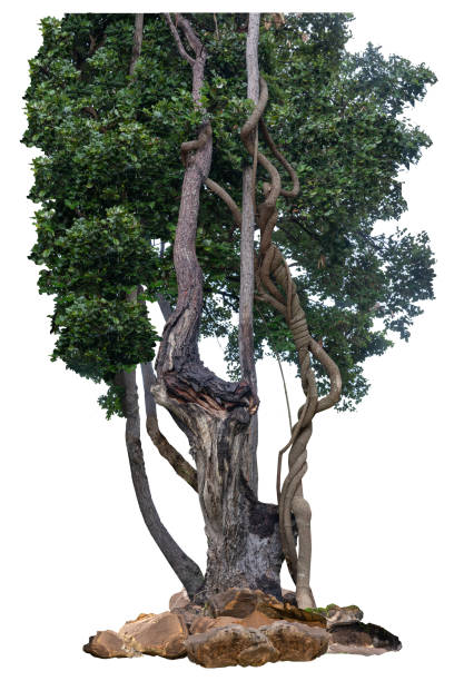 istock The trunk of the tree is vine-like and twisted. 2177176739