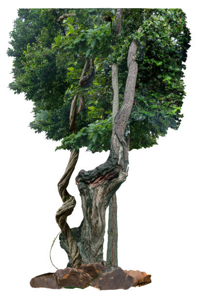istock The trunk of the tree is vine-like and twisted. 2177176741
