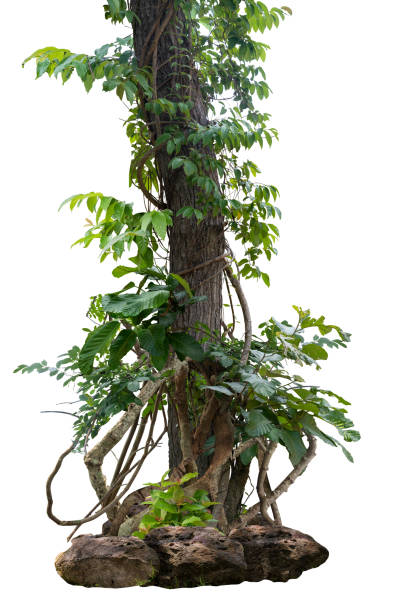 istock The trunk of the tree is vine-like and twisted. 2177176765
