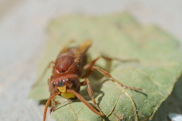 A Paper wasps, (ropalidia stigma)  on a leaf, in its natural environment in the jungle of Sidemen, Indonesia.