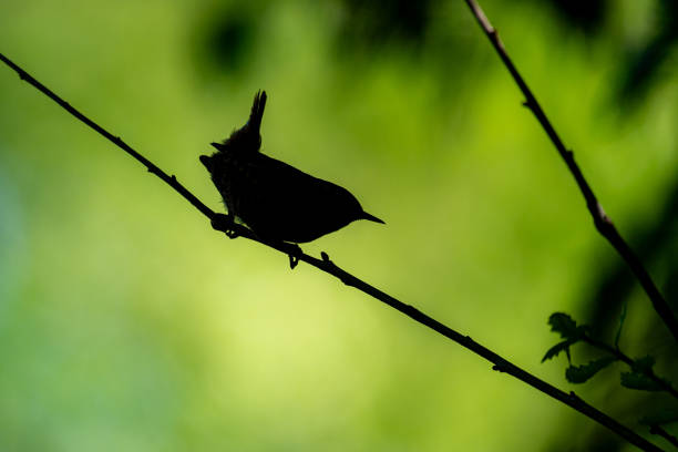 istock A songbird sits on a branch. 2177179395