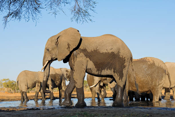istock Low-angle view of African elephants (Loxodonta africana) at a waterhole, Botswana 2177179405