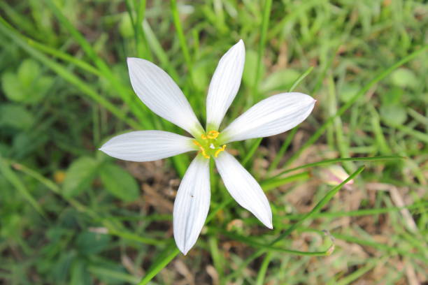 istock A single-flowered Tamasudare visited by Syrphidae 2177183276
