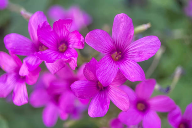 istock Autumn flowers.Autumn Colors.Macro Perspective. 2177183553