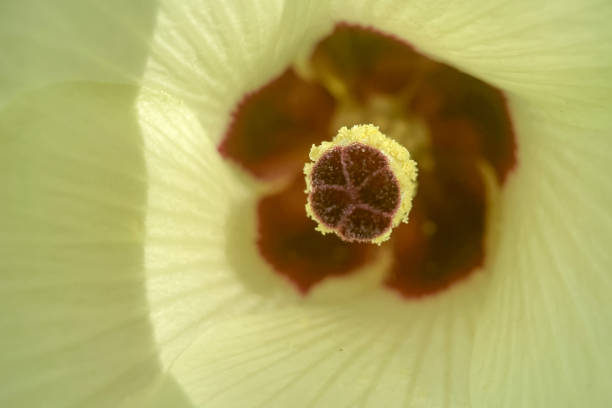 Autumn flowers.Autumn Colors.Macro Perspective.Take a closer look at nature's artistry! This macro photograph captures the details of a flower in full bloom. Symbolizing the end of summer and the beginning of autumn, this image captures a mesmerizing transition of petals and curving stamens. A perfect visual metaphor for writings on nature, the seasons, or change and growth.