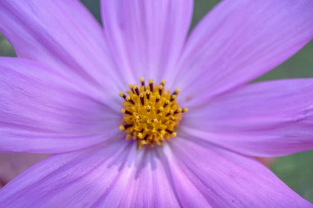 Autumn flowers.Autumn Colors.Macro Perspective.Take a closer look at nature's artistry! This macro photograph captures the details of a flower in full bloom. Symbolizing the end of summer and the beginning of autumn, this image captures a mesmerizing transition of petals and curving stamens. A perfect visual metaphor for writings on nature, the seasons, or change and growth.