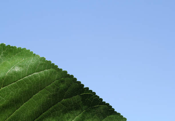 Green leaf close-up against a blue sky background abstract