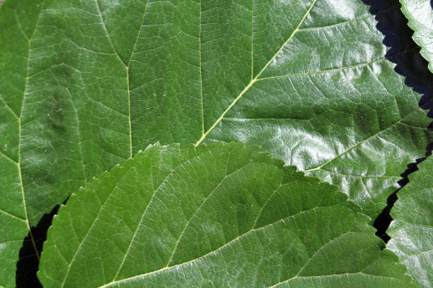 Close-up of green leaves with vein patterns and textures abstract background