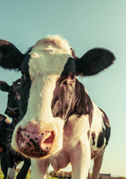 istock Portrait of a curious holstein cow 2177186727