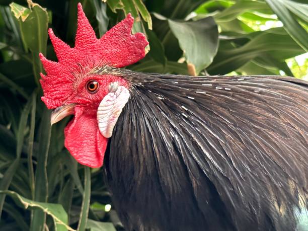 istock Black rooster with white earlobes 2177187568