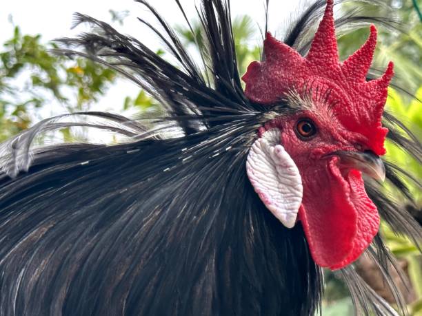 istock Black rooster with white earlobes and hackles up 2177187570