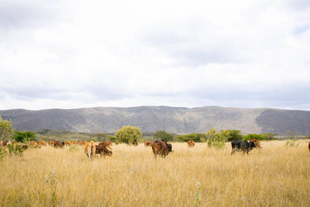 istock Cattle grazing in an open pasture  in a valley village 2177187799