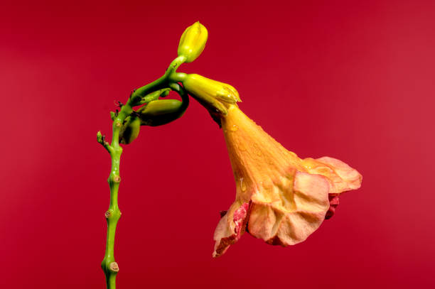 Beautiful Blooming orange Bignonia capreolata or campsis on a red background. Flower head close-up.