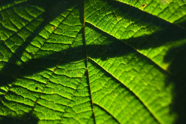 Macrophotography of a tree leaf against the light. The light passing through the leaf reveals the organization of its vegetal cells.