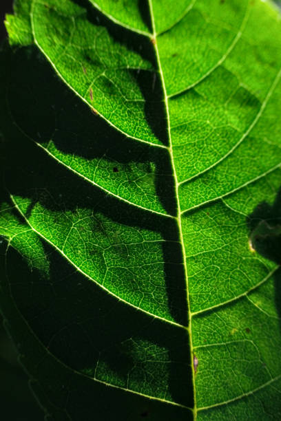 istock Macrophotography of a tree leaf against the light. The light passing through the leaf reveals the organization of its vegetal cells. 2177191324