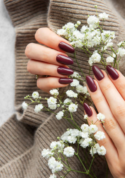 istock Elegant deep burgundy nails displayed alongside delicate white flowers on a cozy knit sweater backdrop 2177191368