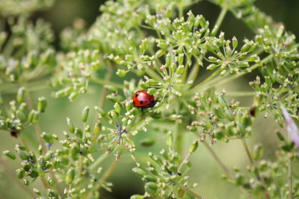 istock A little ladybug out in the wild 2177191486