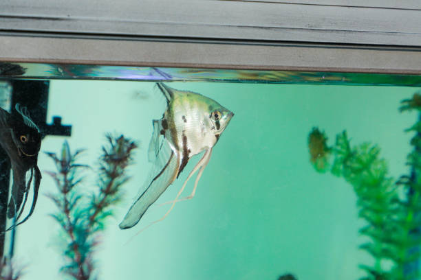 A single angelfish swimming in a classroom aquarium, used for nature observation and teaching in Montessori early education