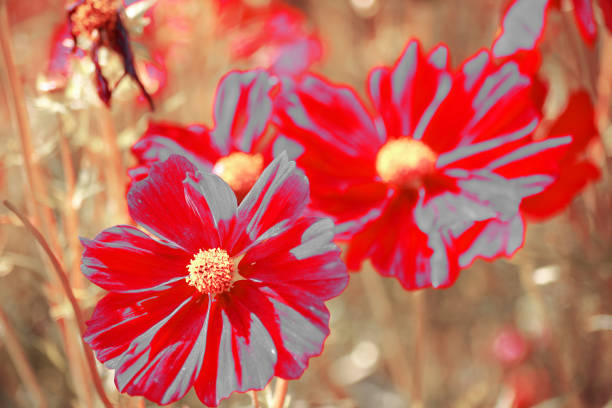 A setting of beautiful flowers