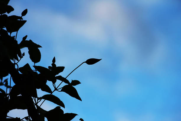 An unopened clematis flower with a blue sky behind it