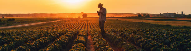 istock Farmer using smartphone in cultivated soybean field in summer sunset 2177195923
