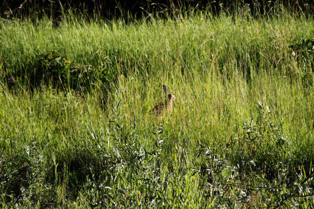 A little hare out on a grass field