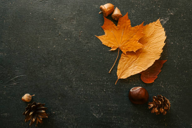 Autumn composition with dry leaves, acorns, pinecone, and chestnut on a dark textured surface. Natural seasonal elements for fall decoration or background.