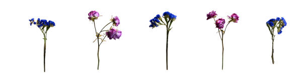 istock Tea rose and Purple Limonium. Dried flowers. Statice sinuata. Set 2177198312